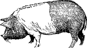 heritage breed pigs